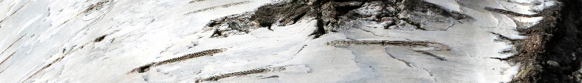 Illustration zum Thema: Birkenrinde richtig ernten: Anleitung für nachhaltige Gewinnung