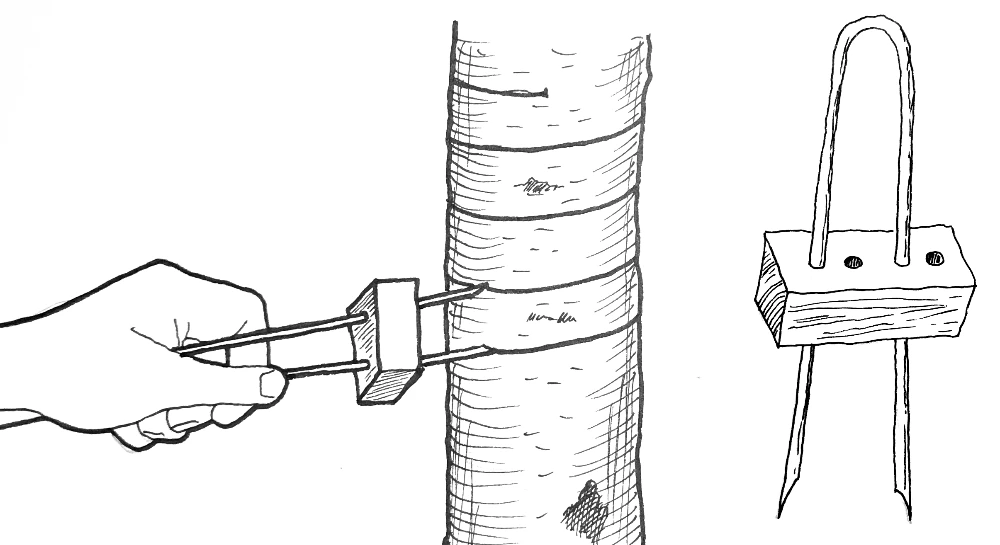 Birkenrinde in Streifen geerntet