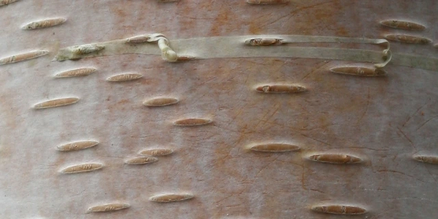 Birke mit kurzen Lentizellen