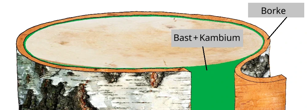 Schematischer Aufbau der Birkenrinde