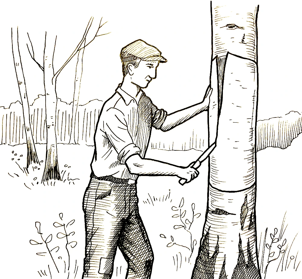 Mann erntet im Wald Birkenrinde