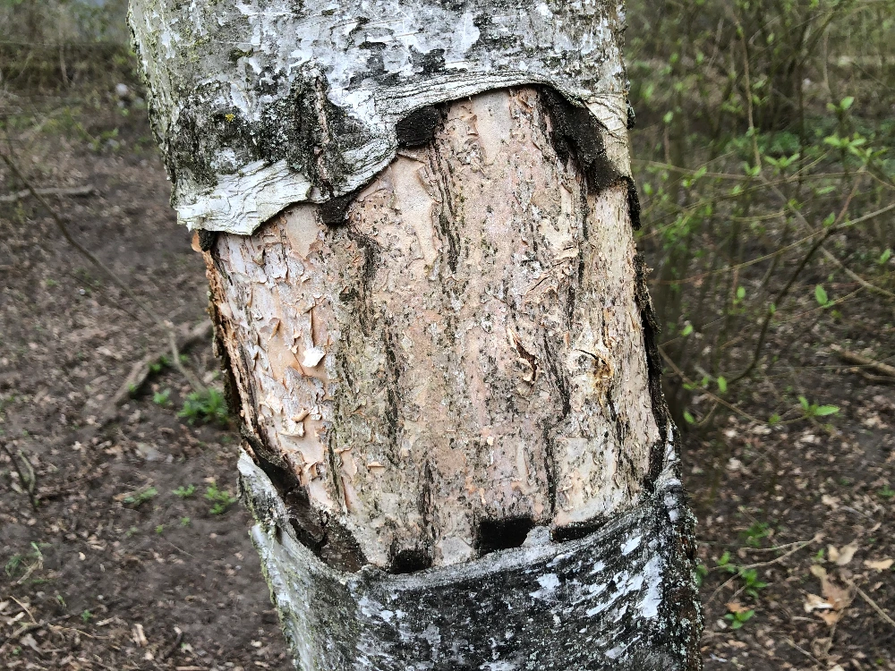 verheilte Verletzung der Birkenborke