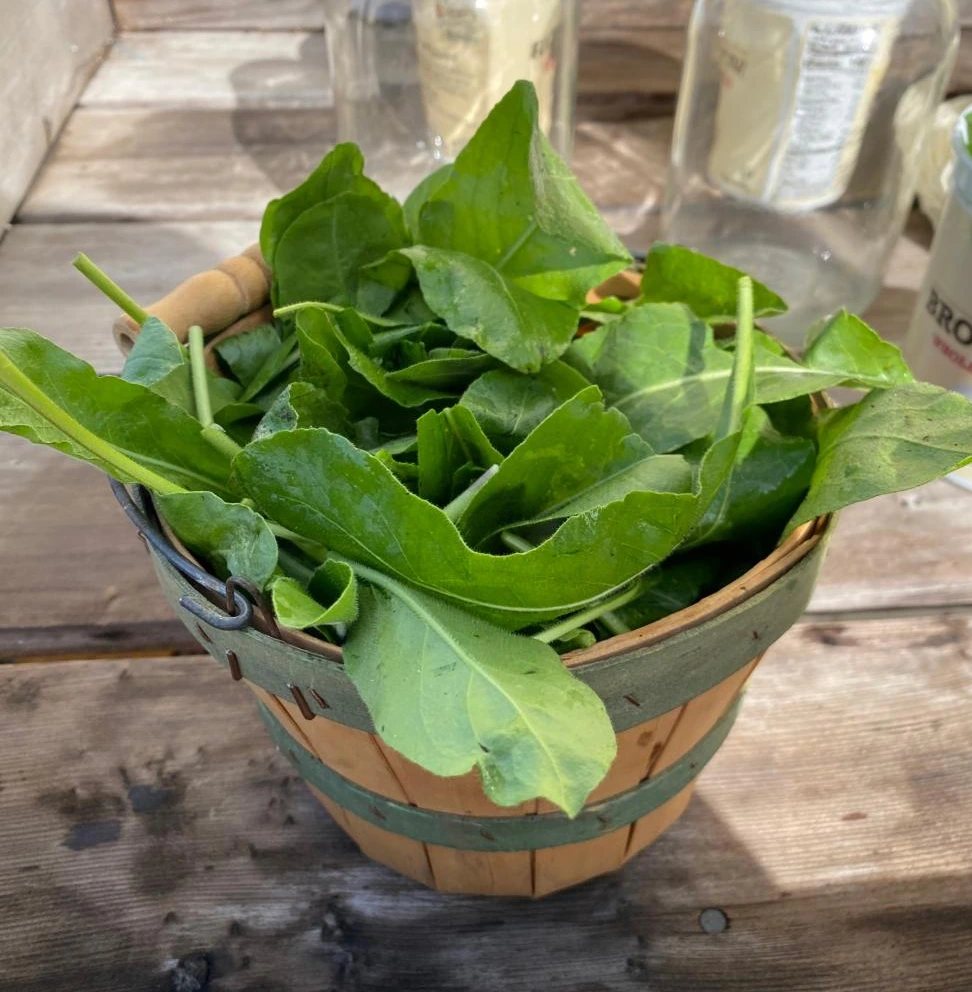 geerntete gr&uuml;ne Waidbl&auml;tter