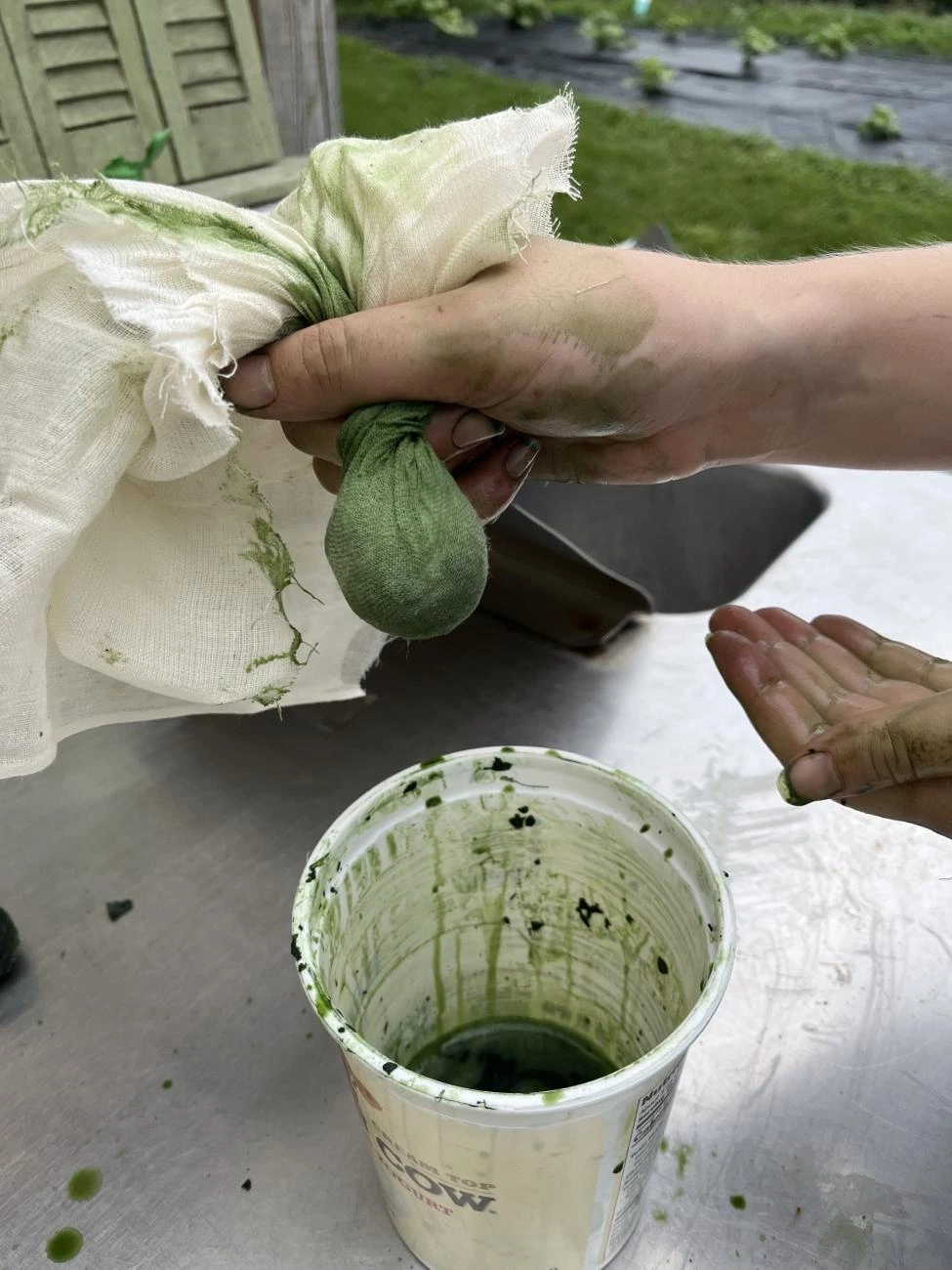Waidbl&auml;tter werden mit einem Stofftuch ausgequetscht