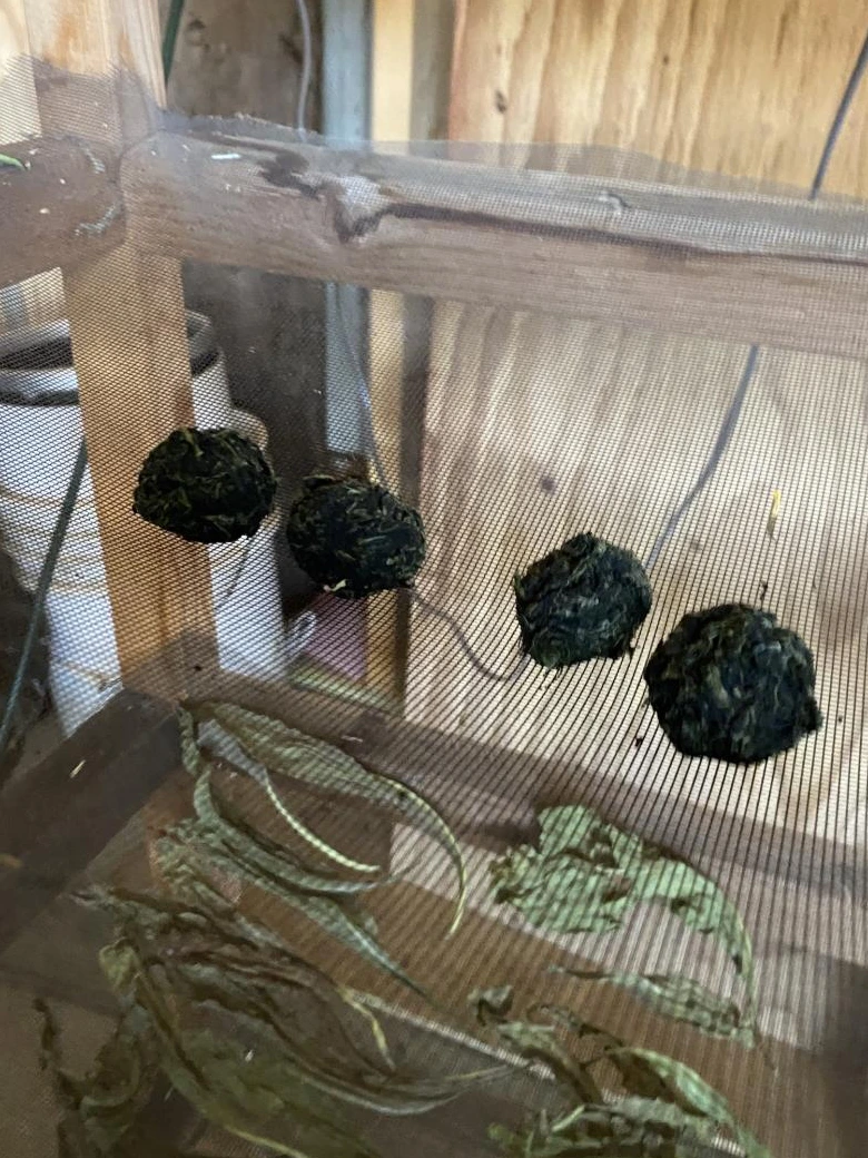 Waidkugeln auf luftigem Trockengestell