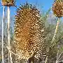 Vorschaubild zu Die Karde verleiht Wolltuchen einen weichen Flor 