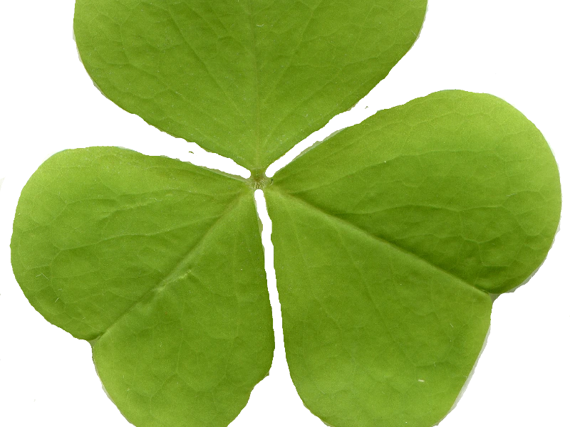 Kleesalz: Geschichte, Herstellung und Anwendung von Kaliumoxalat