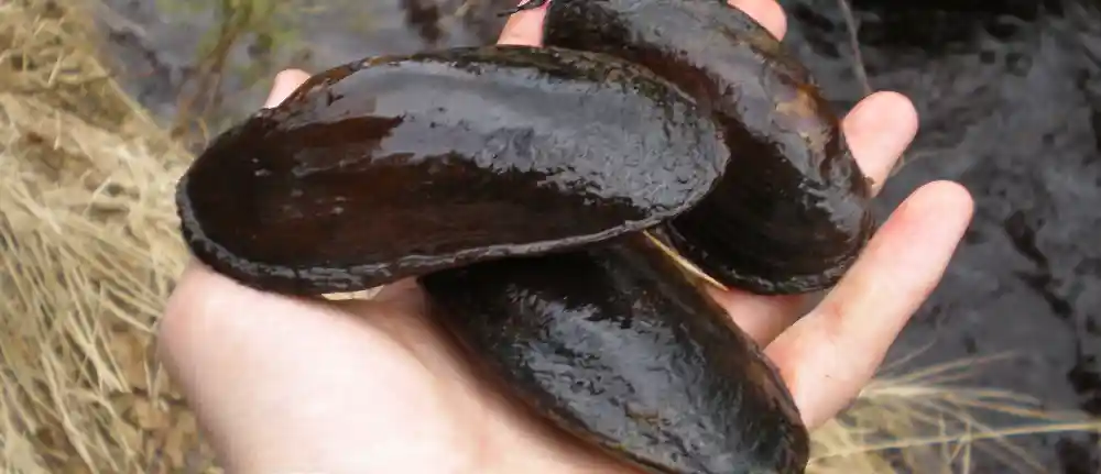 drei Perlmuscheln auf einer Hand