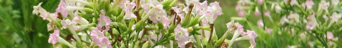 Illustration zum Thema: Tabak-Kleinanbau: Anleitung für Eigenanbau & Selbstversorgung