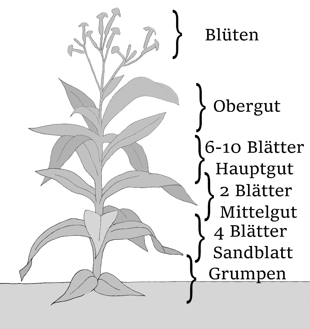 Ernteeinteilung an der Tabakpflanze