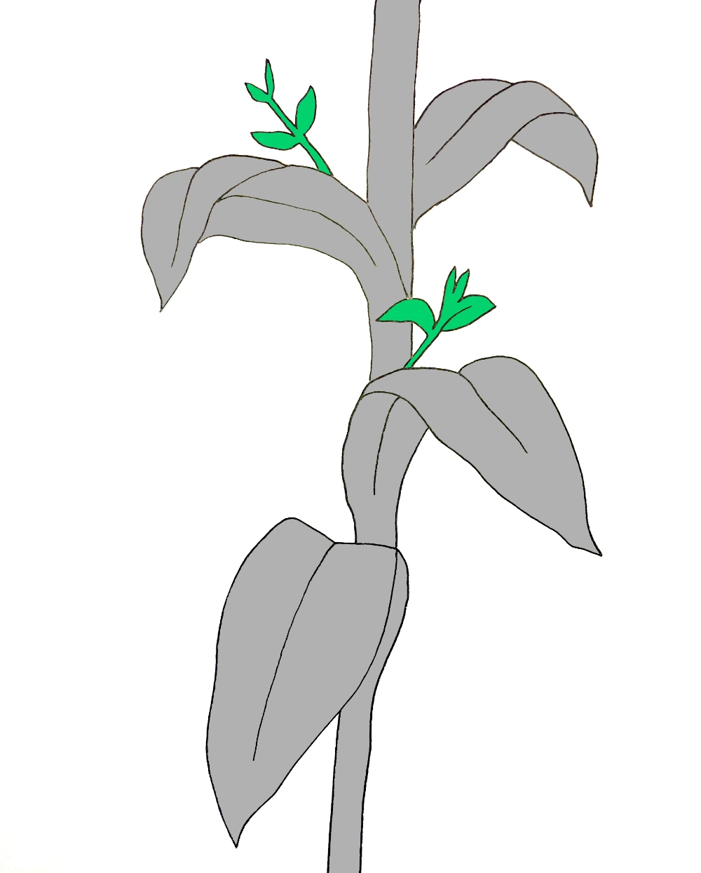 Tabakpflanze mit Geiztrieben