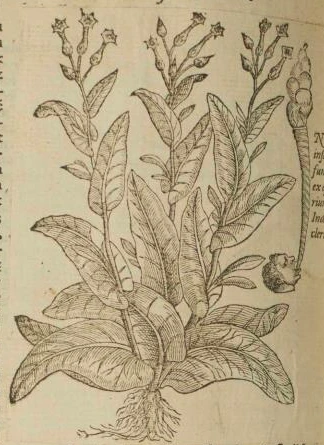 Tabakpflanze in einem alten Kr&auml;uterbuch