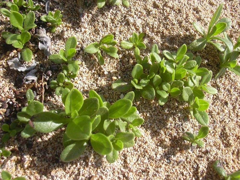 junge Tabakpfl&auml;nzchen