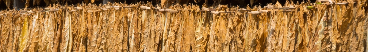 Illustration zum Thema: Tabak verarbeiten: Anleitung zum Trocknen & Fermentieren