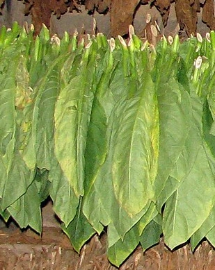 gr&uuml;ne Tabakbl&auml;tter auf einer Schnur