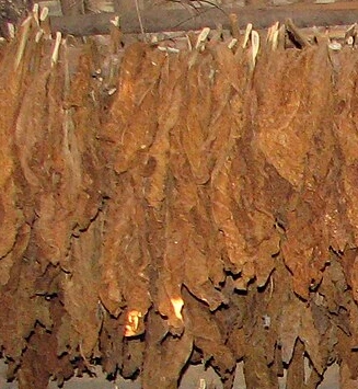 braune Tabakbl&auml;tter auf einer Schnur