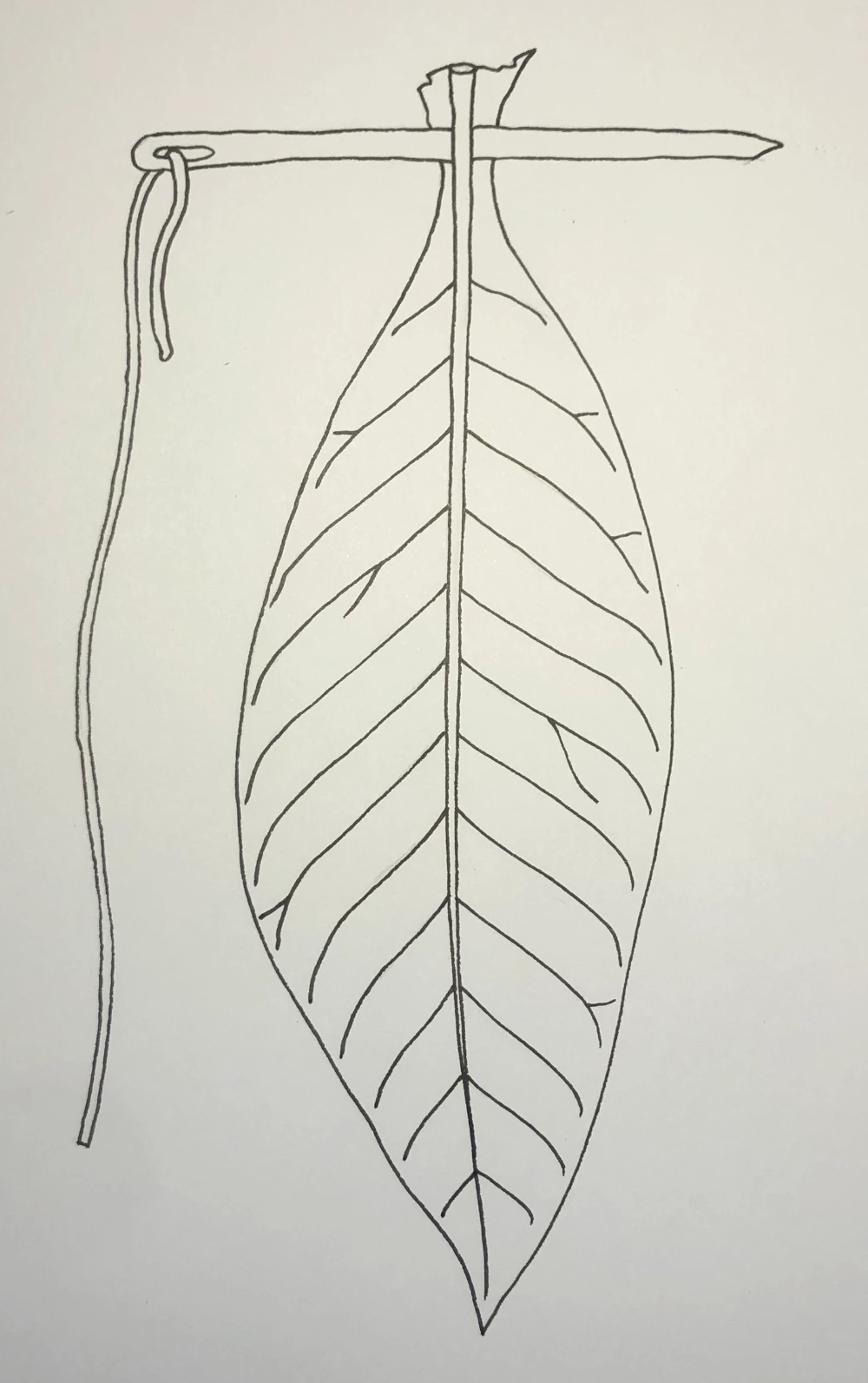 durchstechen des Blattes